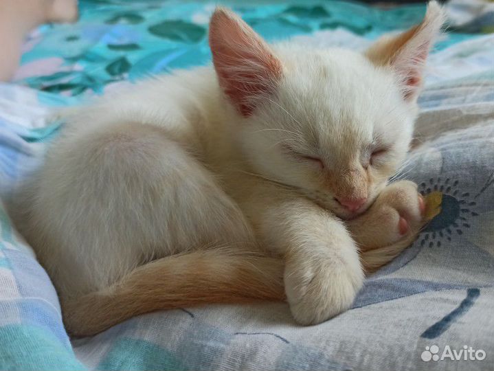 Котенок мальчик бесплатно