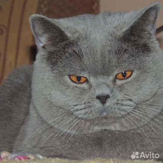 Шотландский вязка