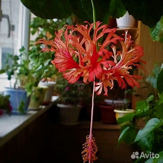 Шизопеталус