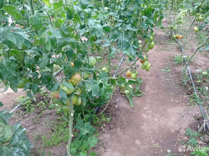 Домашние помидоры