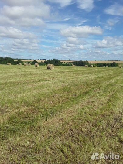 Сено,салома