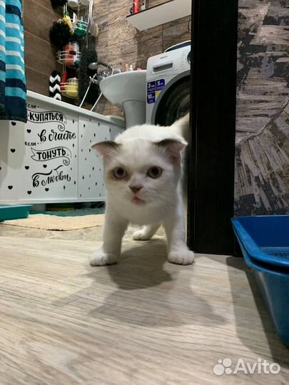 Кот бесплатно