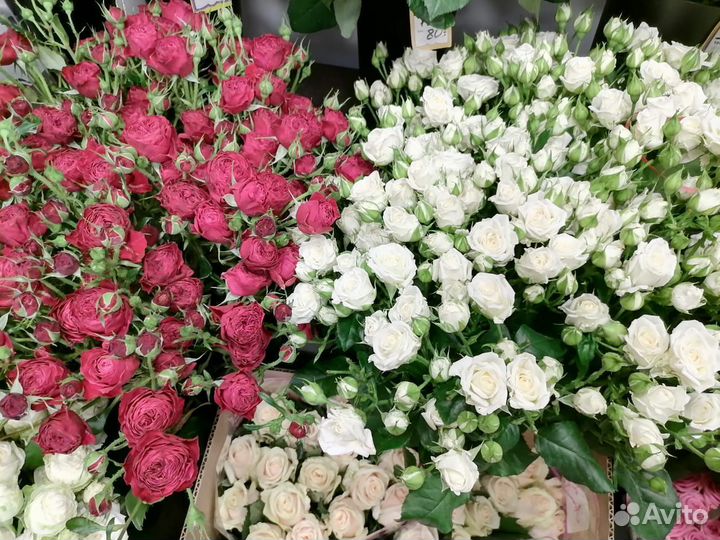 Розы пионовидные.Кусты.Купить с доставкой