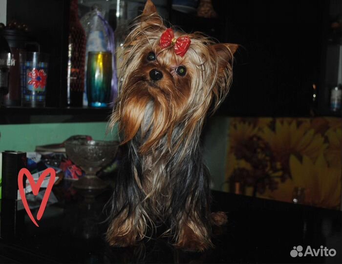 Йоркширский терьер мини приглашает