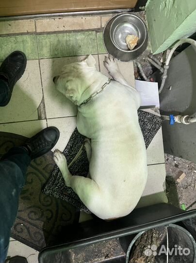 Питбуль вязка