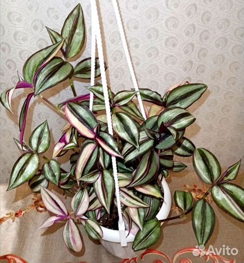 Традесканции сортовые