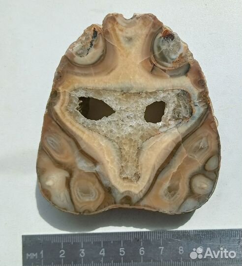 Спил фрагмента аммонита - 