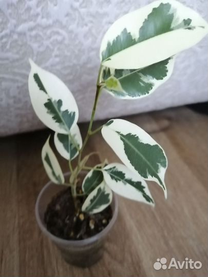 Фикус де гантель