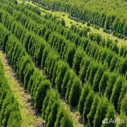 Туя смарагд с доставкой