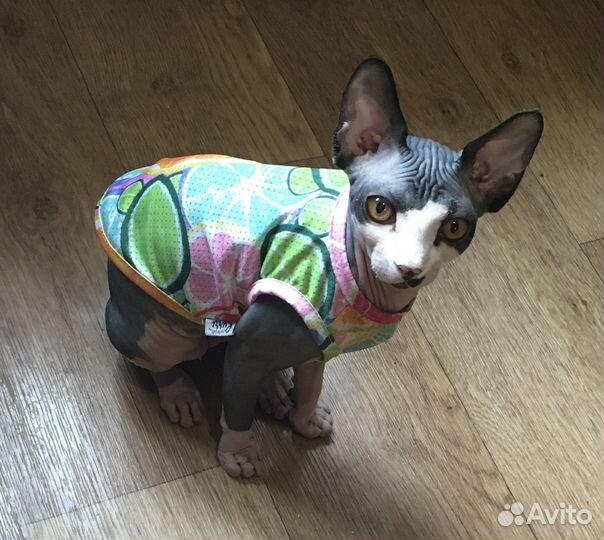 Вязка кошек сфинкс