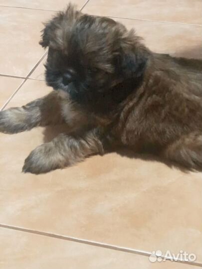 Щенки ши-тцу