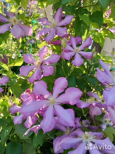 Клематис
