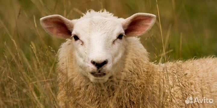Овцы бараны