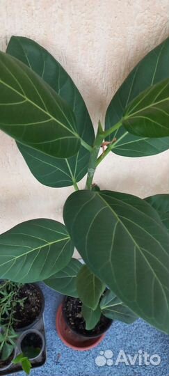 Фикус бенгальский