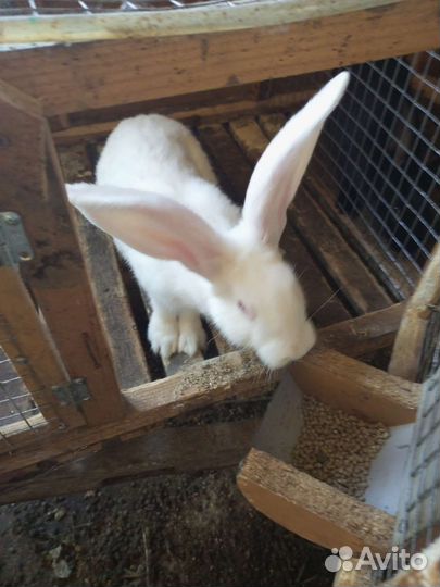 Гуси, индюки, куры, петушки, кролики