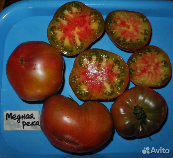 Семена коллекционных томатов, акклиматизированные