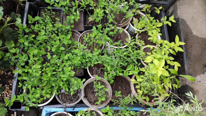 Садовые многолетники продолжение