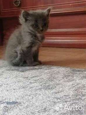 Котенок 3 месяца (мальчик )