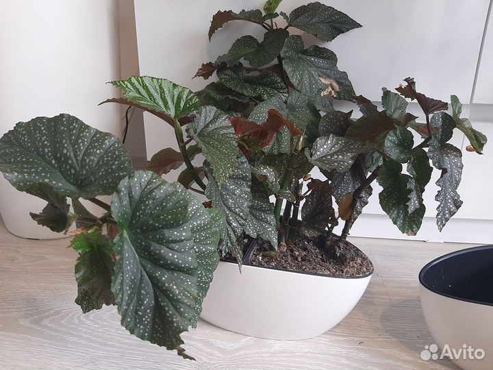 Продам кашпо