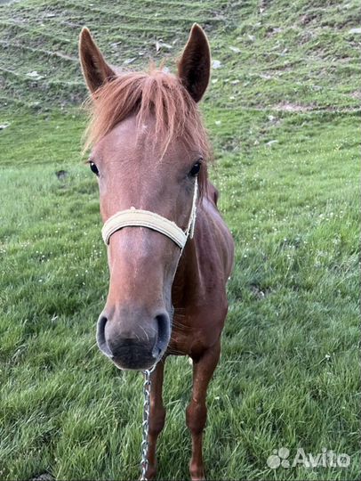 Лошадь жеребец