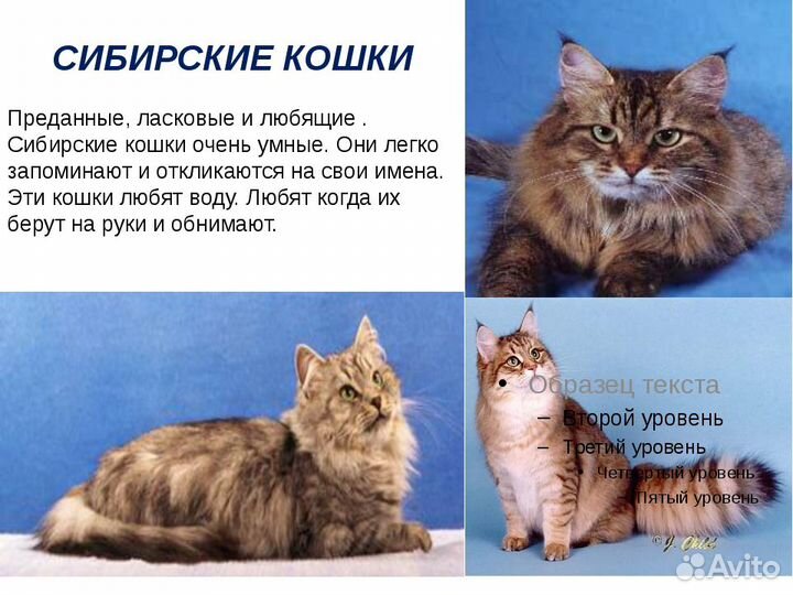 Cибирские котята