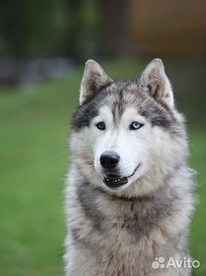 Хаски ищет дом