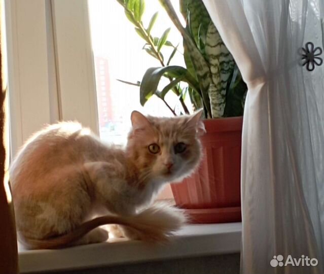 Котик в добрые руки