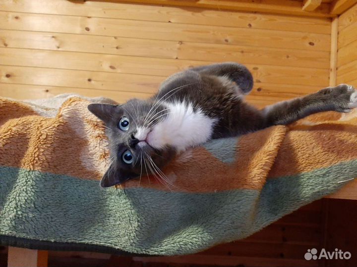 Передержка животных