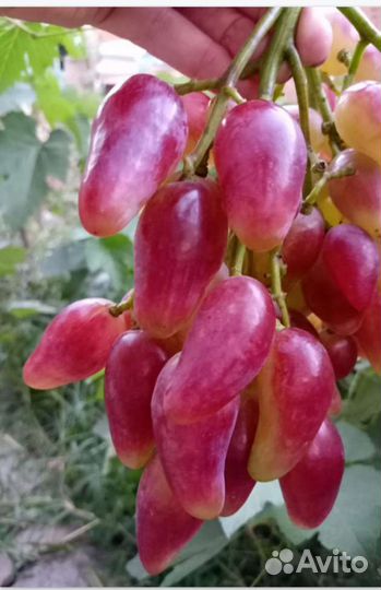 Саженцы винограда