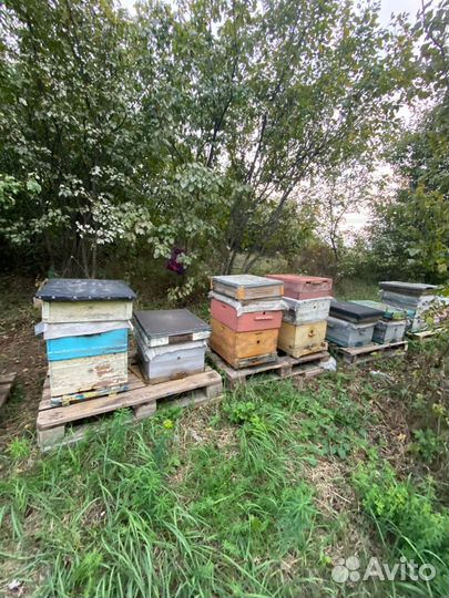 Пчелосемьи с ульями