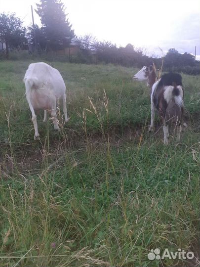 Козы дойные
