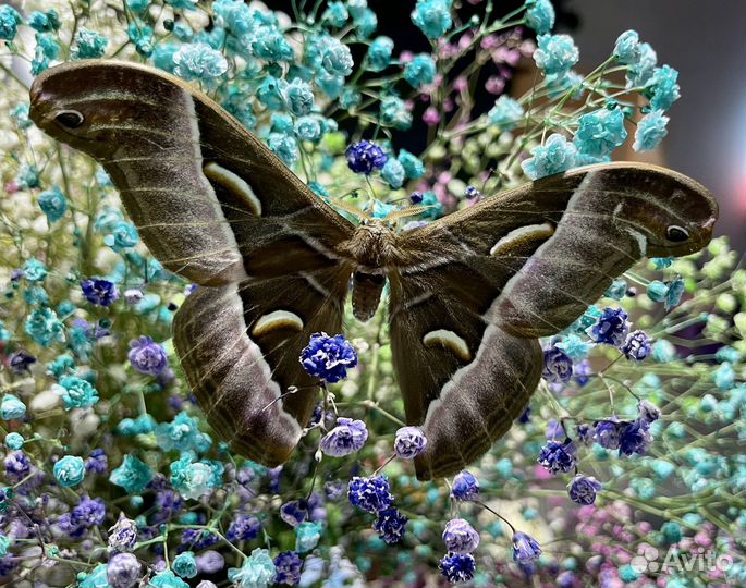 Миниферма тропических бабочек