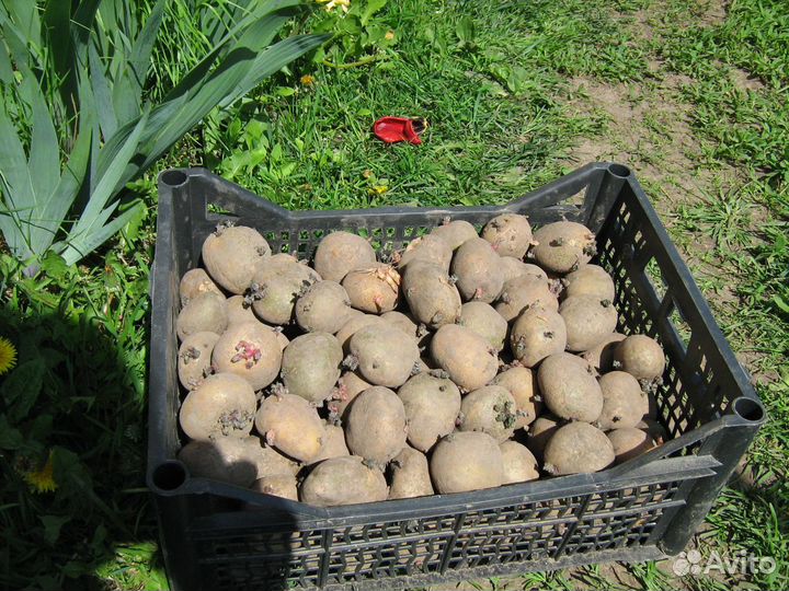 Семенной картофель