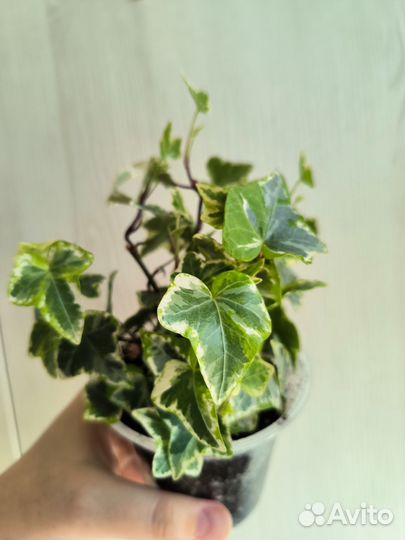 Хедера Лемон Минт