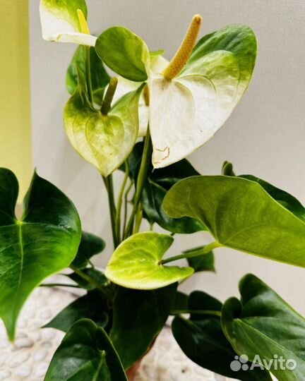 Комнатные цветы растение Антуриум Намора белый