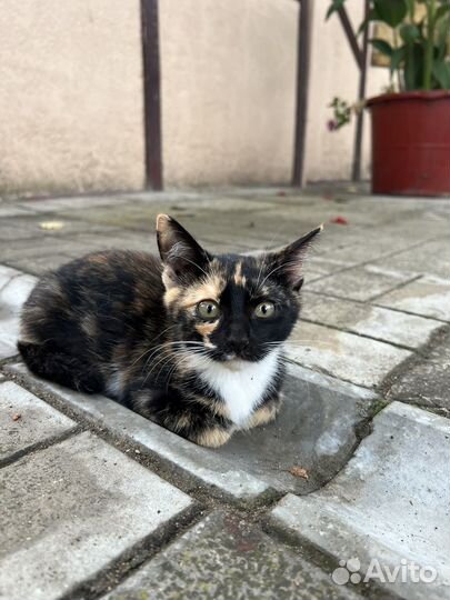 Кошка в дар