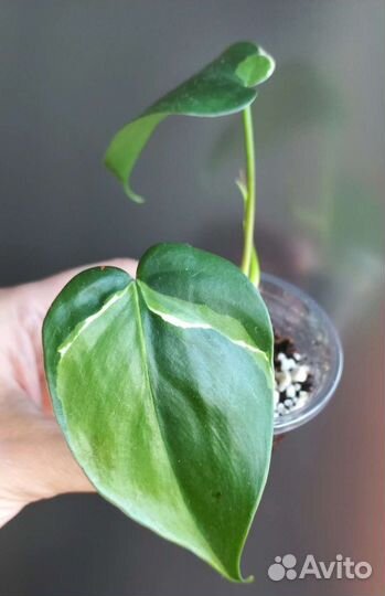 Филодендрон медиопикта триколор