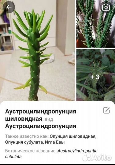 Большой кактус