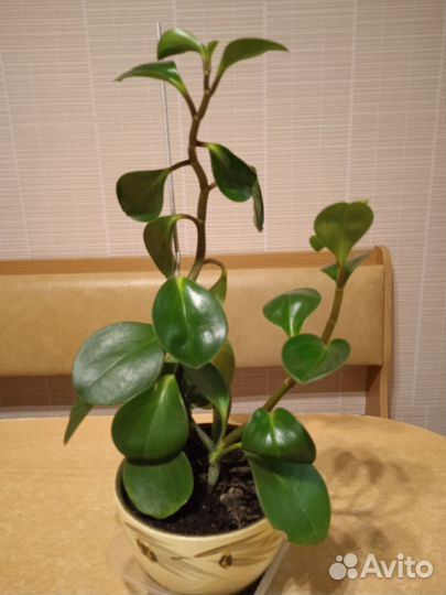 Комнатные растения