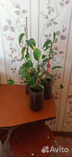 Сциндапсус