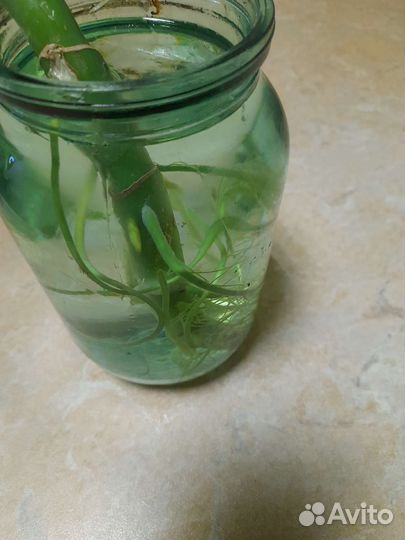 Диффенбахия