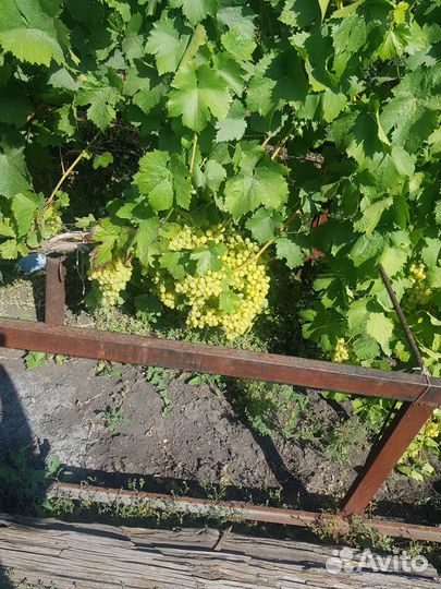 Осталось 2 куста с плодовой кистью