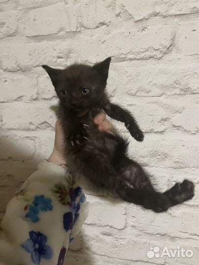 Домашние животные котята