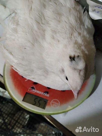 Перепел-белый гигант