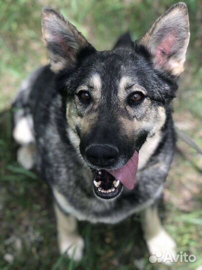 Ариэль, давно в приюте ищет семью
