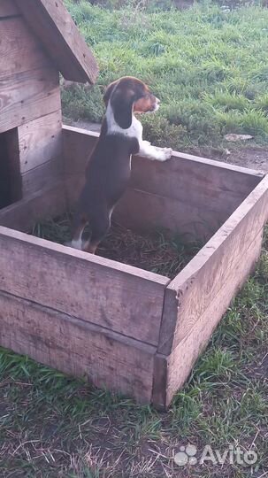 Щенки и собаки