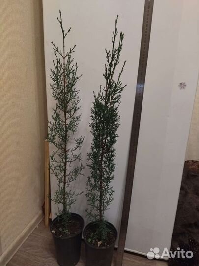 Кипарис (вечнозеленое хвойное растение)