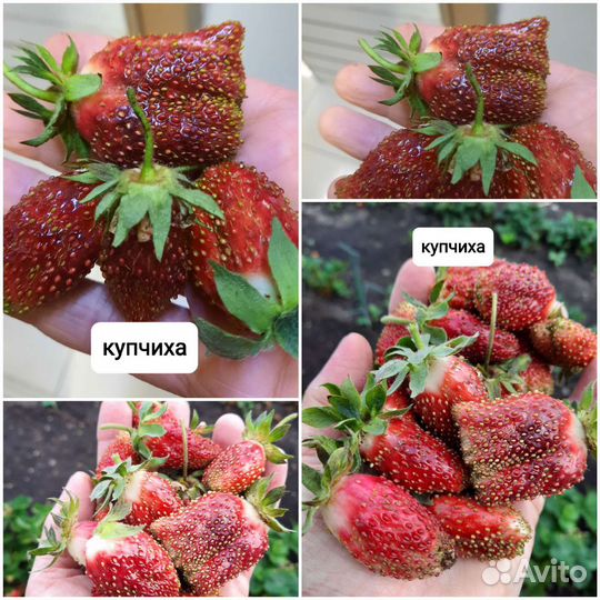Рассада сортовой клубники, малины, ежевики