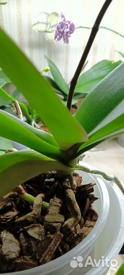 Орхидея фаленопсис