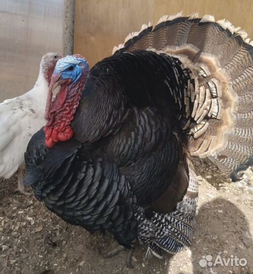 Продам индюшат